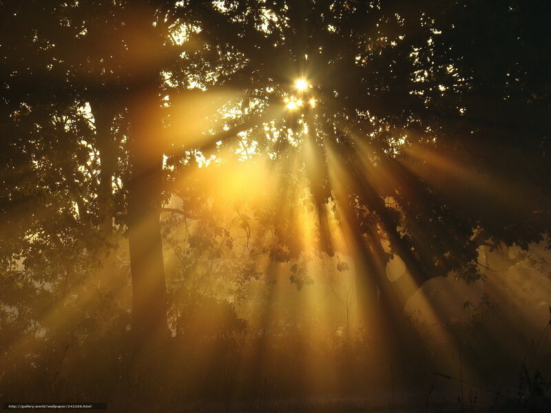 Sunlight Through Trees — Gold, Serene, Morning, Photograph