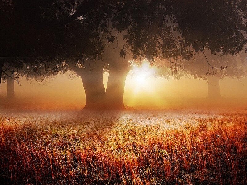 Sunlight Through Trees — Gold, Serene, Morning
