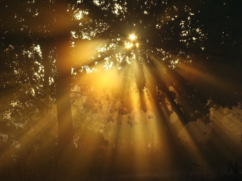 Sunlight Through Trees — Gold, Serene, Sunrise, Photograph, Fog, Black