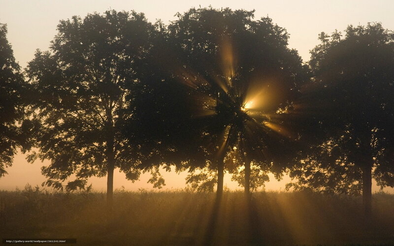 Sunlight Through Trees — Gold, Serene, Sunrise, Photograph