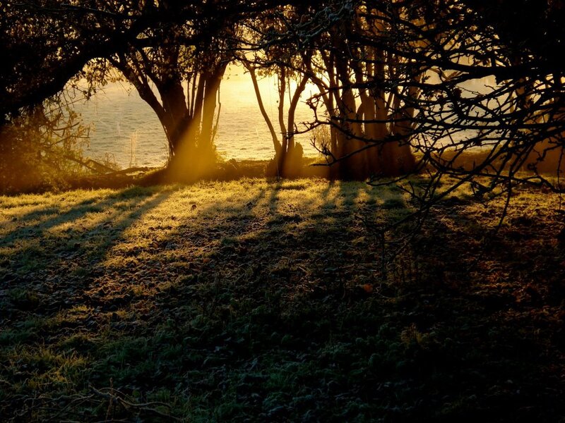 Sunlight Through Trees — Gold, Serene, Sunrise