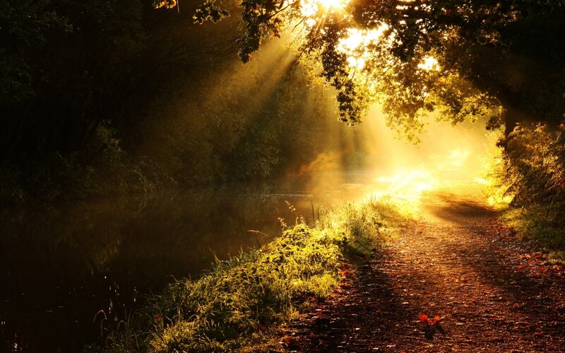 Sunlight Through Trees — Gold, Serene, Sunset, Photograph, Path