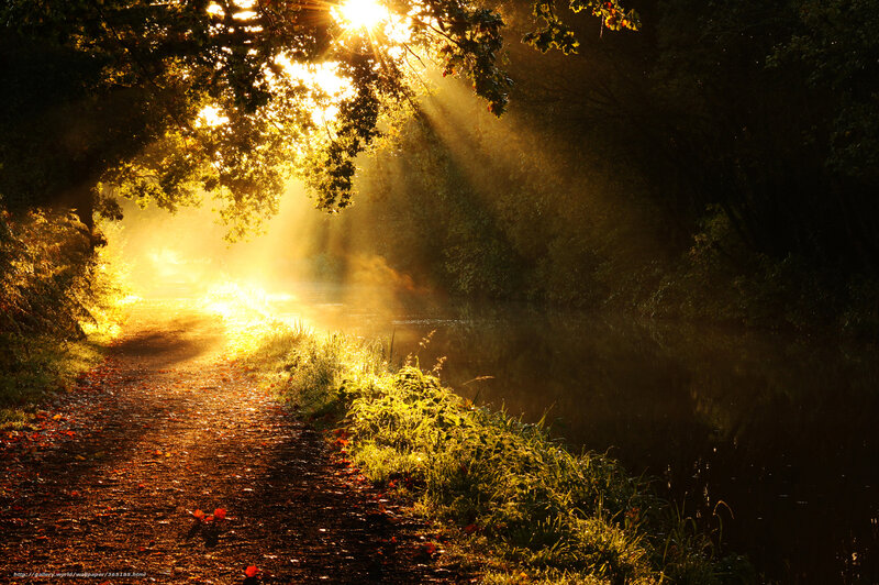 Sunlight Through Trees — Gold, Serene, Sunset, Photograph