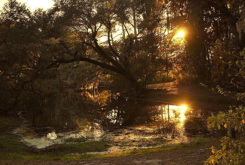 Sunlight Through Trees — Gold