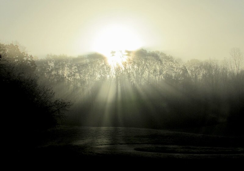 Sunlight Through Trees — Gray