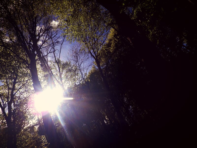 Sunlight Through Trees — Green, Dramatic, Afternoon