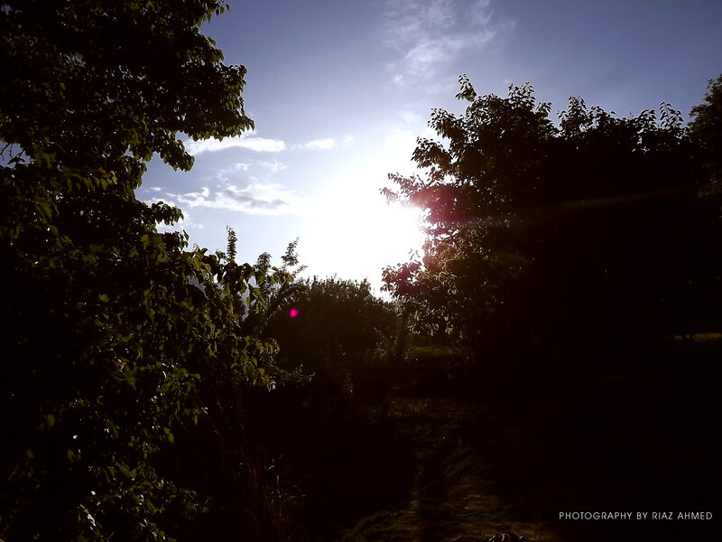 Sunlight Through Trees — Green, Dramatic