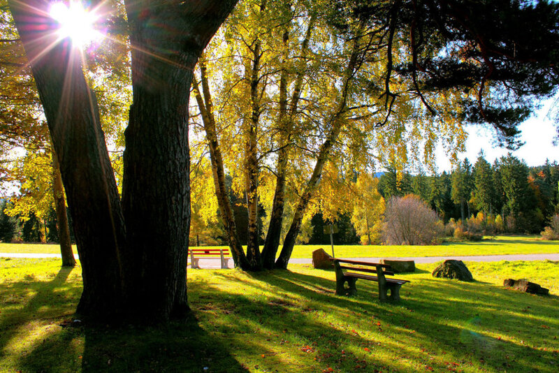 Sunlight Through Trees — Green, Serene, Afternoon, Photograph, Bench