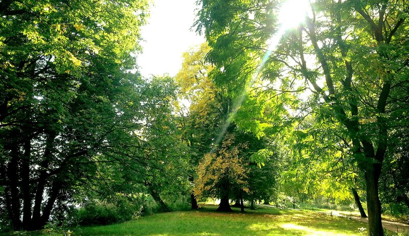 Sunlight Through Trees — Green, Serene, Afternoon, Photograph, Grass