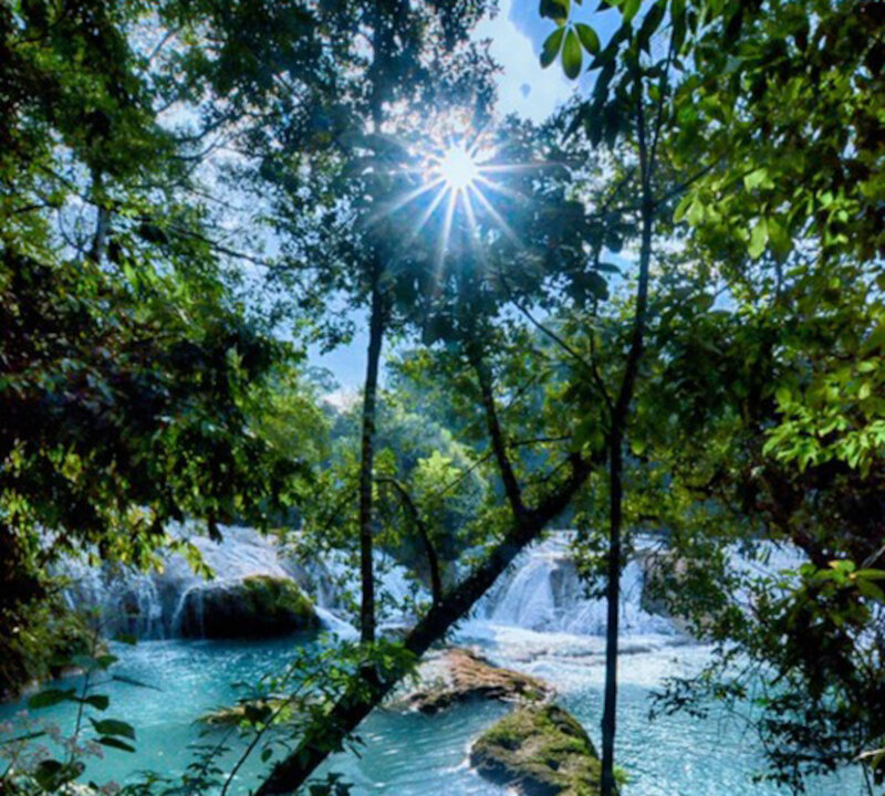 Sunlight Through Trees — Green, Serene, Afternoon, Photograph, River