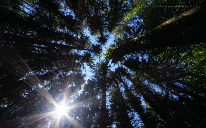 Sunlight Through Trees — Green, Serene, Afternoon, Photograph, Sky, Sun