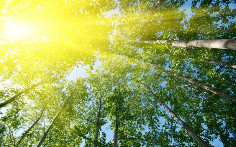 Sunlight Through Trees — Green, Serene, Afternoon, Photograph, Sky