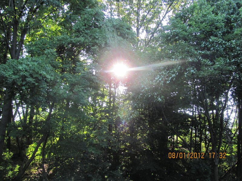 Sunlight Through Trees — Green, Serene, Afternoon, Photograph, Sun, Forest