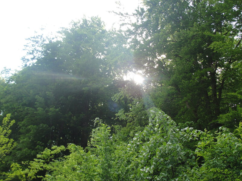 Sunlight Through Trees — Green, Serene, Afternoon, Photograph, Sun, Leaves