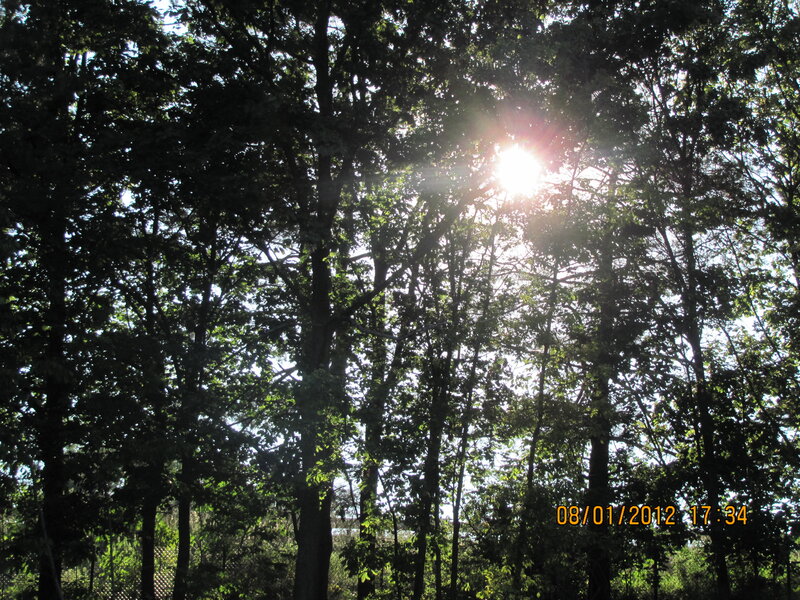 Sunlight Through Trees — Green, Serene, Afternoon, Photograph, Sun, Sky