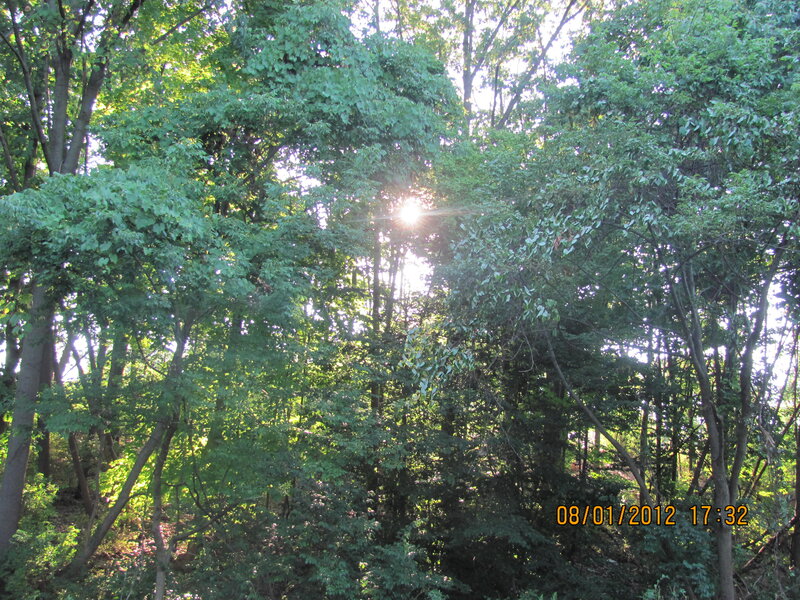 Sunlight Through Trees — Green, Serene, Afternoon, Photograph, Sun
