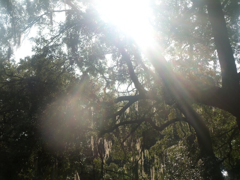 Sunlight Through Trees — Green, Serene, Afternoon, Photograph