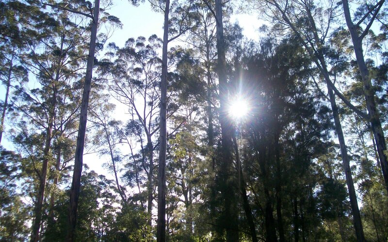Sunlight Through Trees — Green, Serene, Afternoon