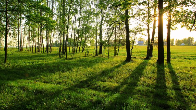 Sunlight Through Trees — Green, Serene, Morning, Photograph, Grass, Field, Yellow, Brown