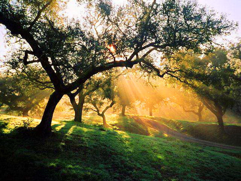 Sunlight Through Trees — Green, Serene, Morning, Photograph, Grass, Path