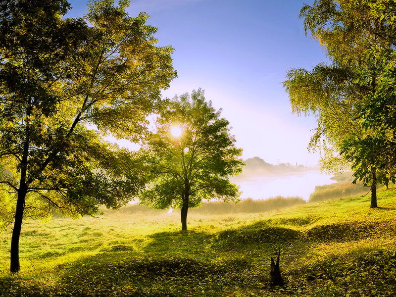 Sunlight Through Trees — Green, Serene, Morning, Photograph, Grass, River