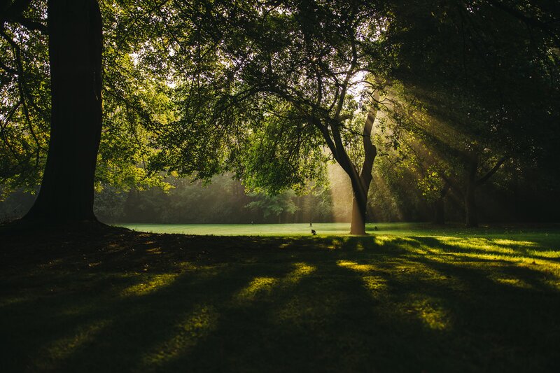 Sunlight Through Trees — Green, Serene, Morning, Photograph, Grass, Shadows