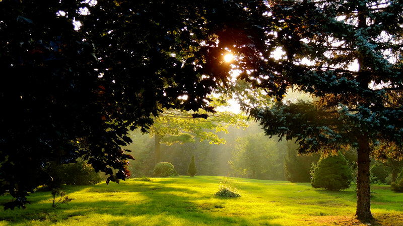 Sunlight Through Trees — Green, Serene, Morning, Photograph, Grass, Sun