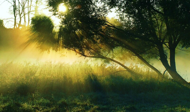 Sunlight Through Trees — Green, Serene, Morning, Photograph, Grass