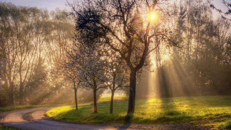 Sunlight Through Trees — Green, Serene, Morning, Photograph, Path, Grass