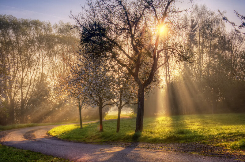 Sunlight Through Trees — Green, Serene, Morning, Photograph, Path