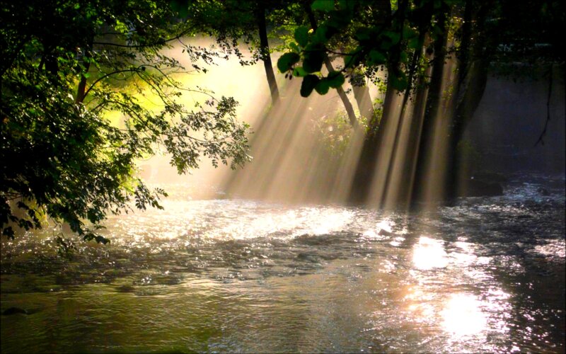 Sunlight Through Trees — Green, Serene, Morning, Photograph, River