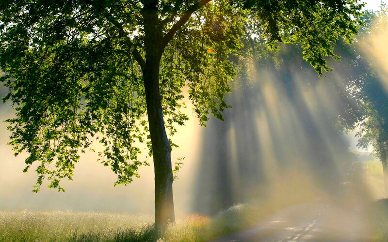 Sunlight Through Trees — Green, Serene, Morning, Photograph, Road, Fog