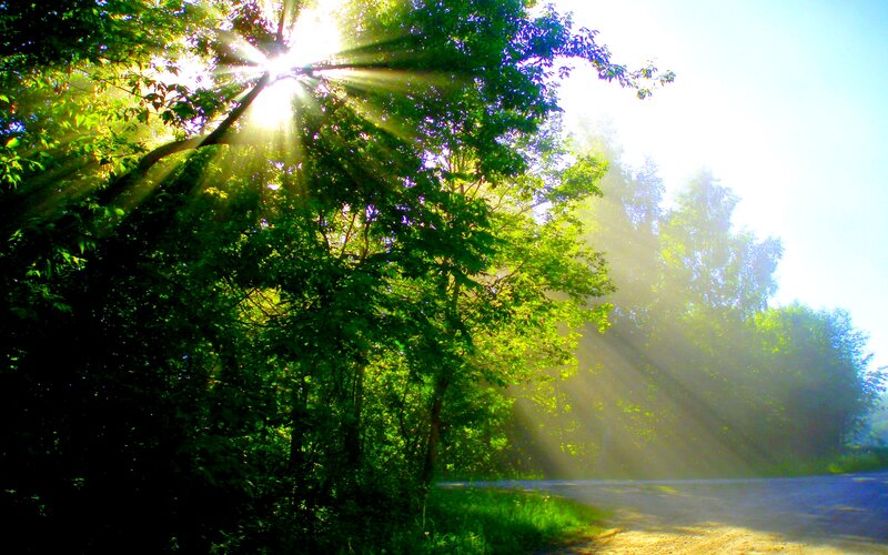 Sunlight Through Trees — Green, Serene, Morning, Photograph, Road