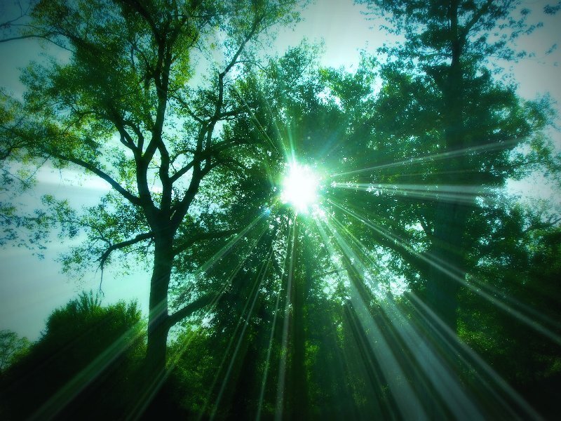 Sunlight Through Trees — Green, Serene, Morning, Photograph, Sun