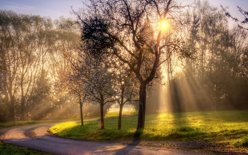 Sunlight Through Trees — Green, Serene, Morning, Photograph