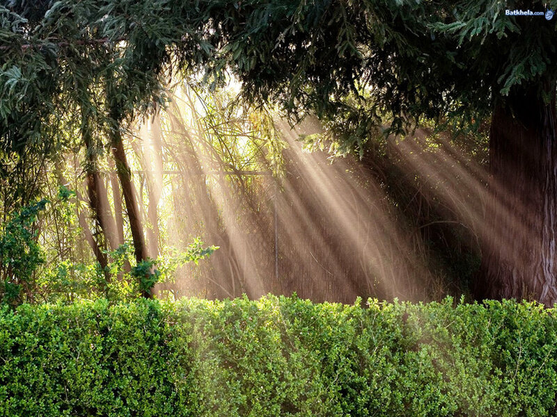 Sunlight Through Trees — Green, Serene, Morning