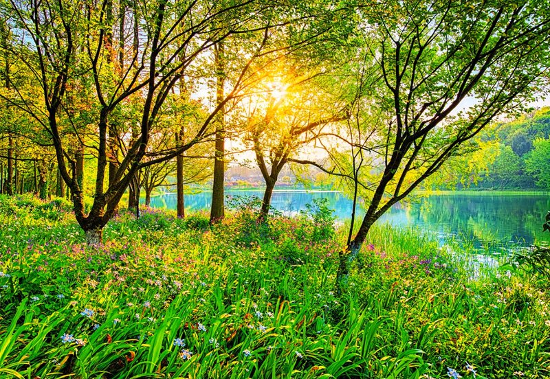 Sunlight Through Trees — Green, Serene, Sunrise, Photograph, Lake