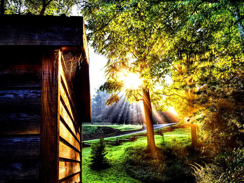 Sunlight Through Trees — Green, Serene, Sunrise, Photograph