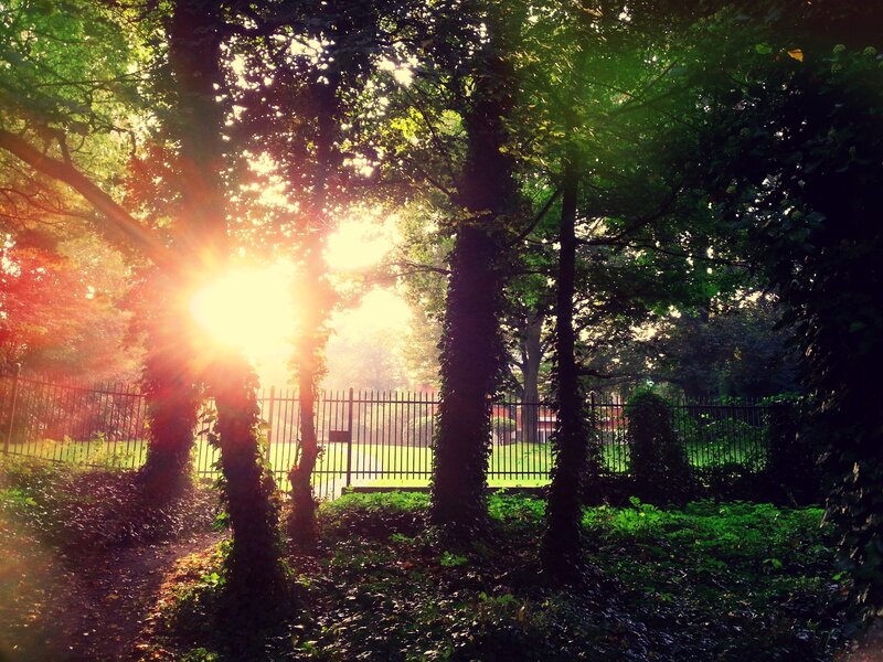 Sunlight Through Trees — Green, Serene, Sunset, Photograph, Fence, Path