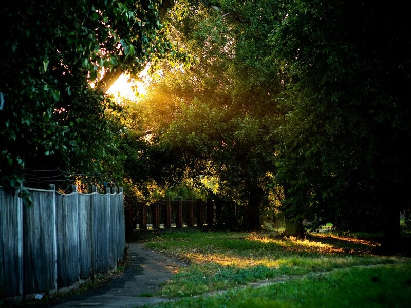 Sunlight Through Trees — Green, Serene, Sunset, Photograph, Fence