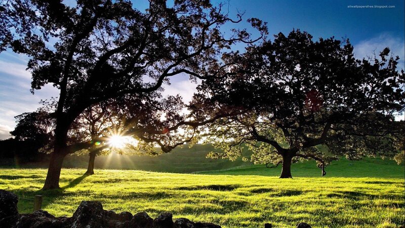 Sunlight Through Trees — Green, Serene, Sunset, Photograph, Grass Field