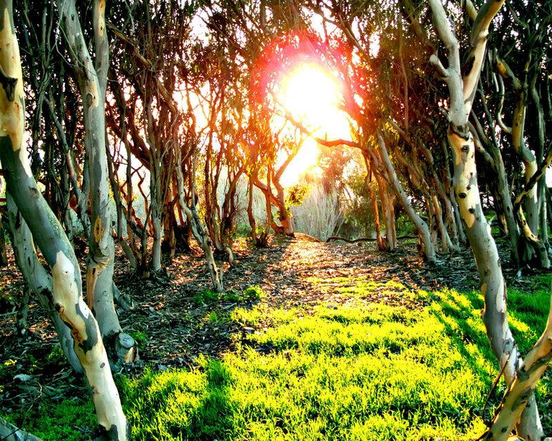 Sunlight Through Trees — Green, Serene, Sunset, Photograph, Grass, Path