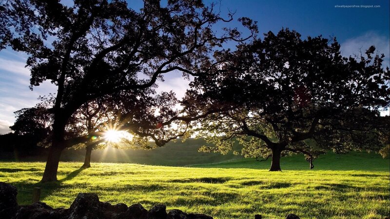 Sunlight Through Trees — Green, Serene, Sunset, Photograph, Grass, Sky
