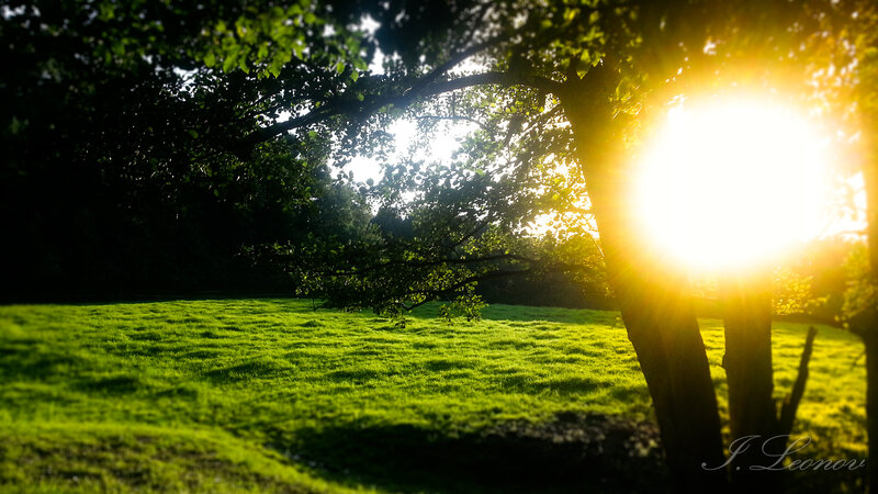 Sunlight Through Trees — Green, Serene, Sunset, Photograph, Grass, Sun