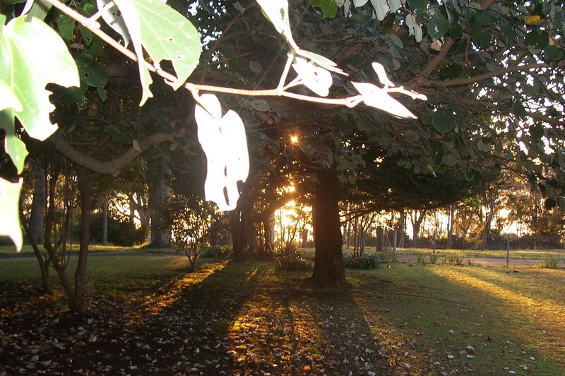 Sunlight Through Trees — Green, Serene, Sunset, Photograph, Grass