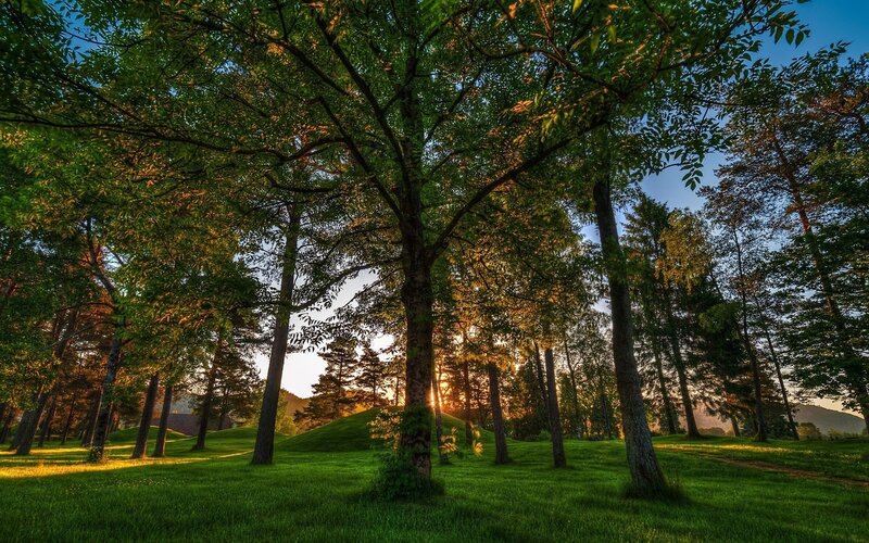 Sunlight Through Trees — Green, Serene, Sunset, Photograph, Grass, Yellow