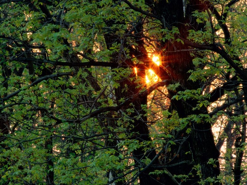 Sunlight Through Trees — Green, Serene, Sunset, Photograph, Leaves