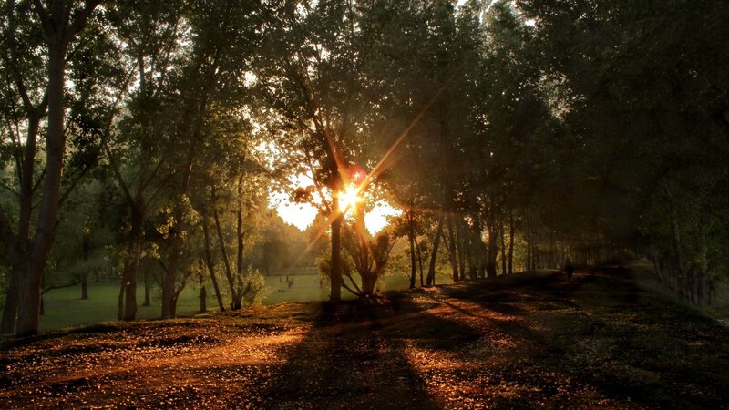 Sunlight Through Trees — Green, Serene, Sunset, Photograph, Path, People