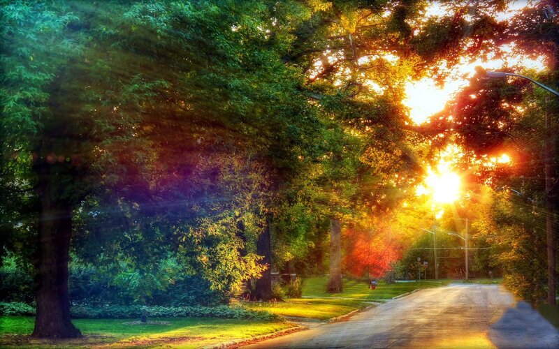 Sunlight Through Trees — Green, Serene, Sunset, Photograph, Road