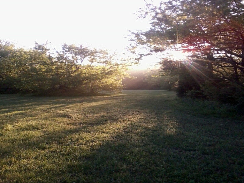 Sunlight Through Trees — Green, Serene, Sunset, Photograph